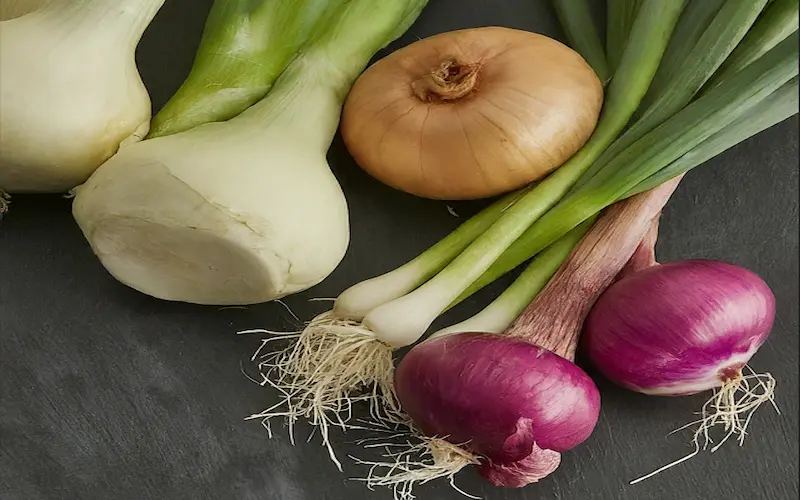 Allium vegetables