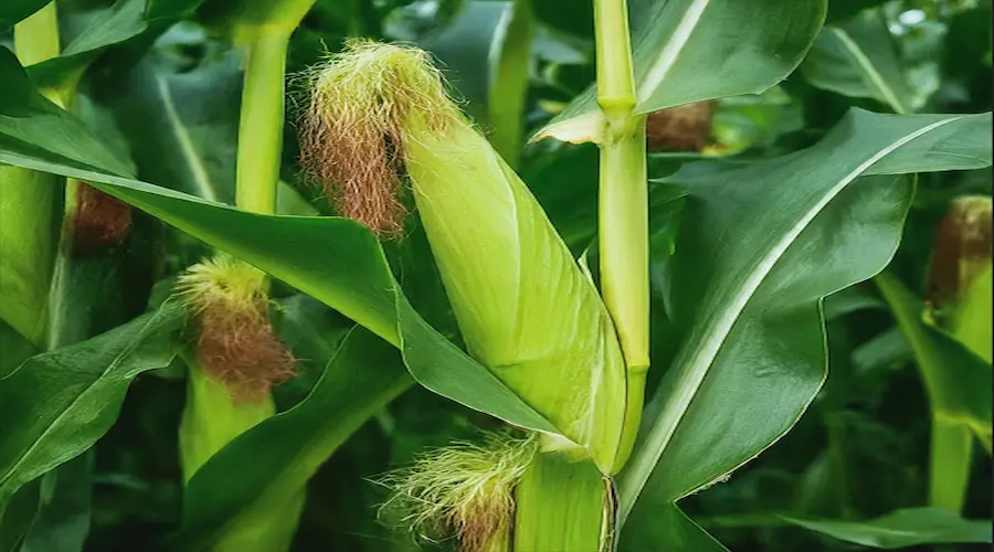 Anatomy of corn plant