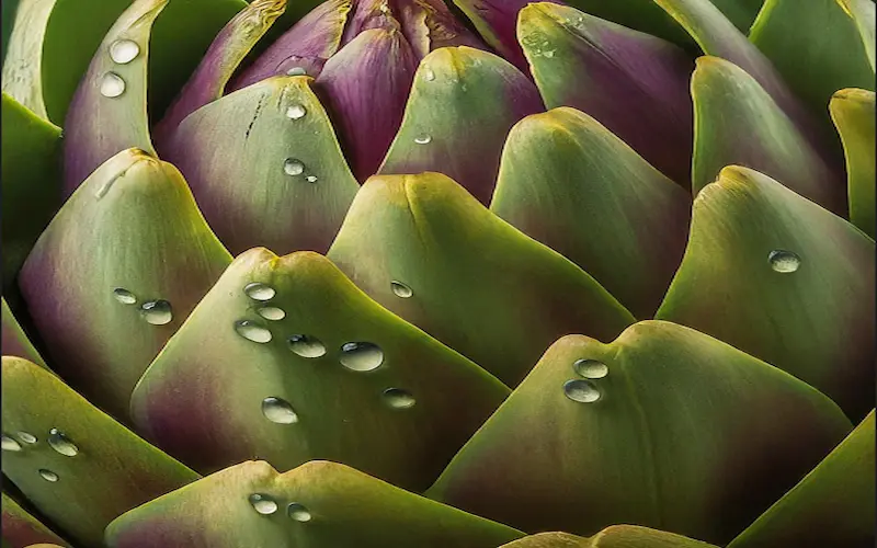 Artichoke