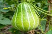 Top Secrets for Growing Ash Gourd at Home from Seed