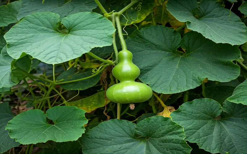 Growing Ash Gourd pictures