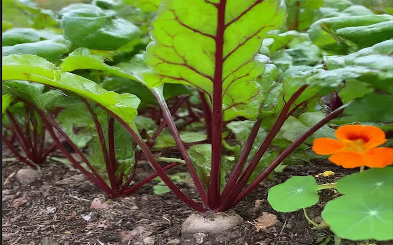 Beetroot companion planting