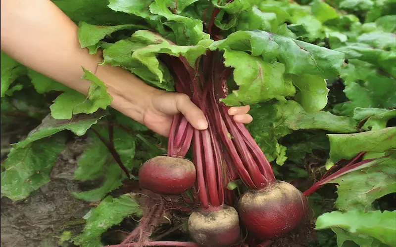 Beetroot harvesting