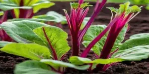 Tips for Beetroot Cultivation, Nurturing, Harvesting and Storing.