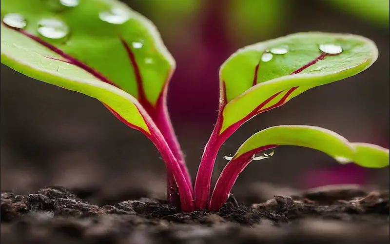 Beetroot vegetative growth