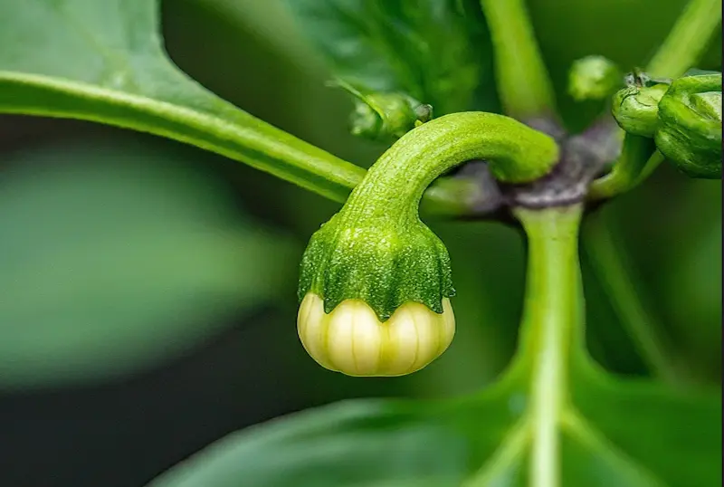 Bell peppers growing