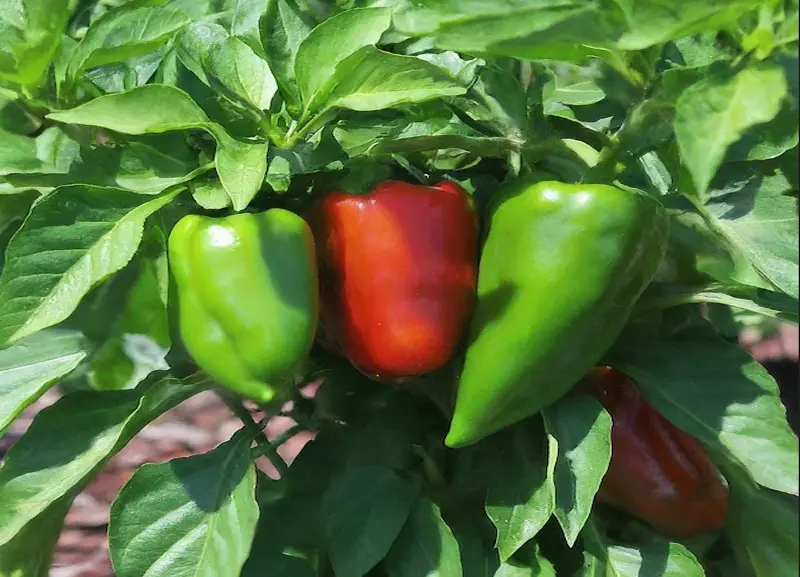 Bell peppers fruiting