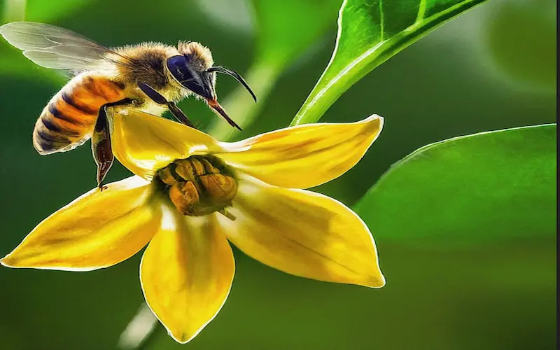 Bell peppers pollination