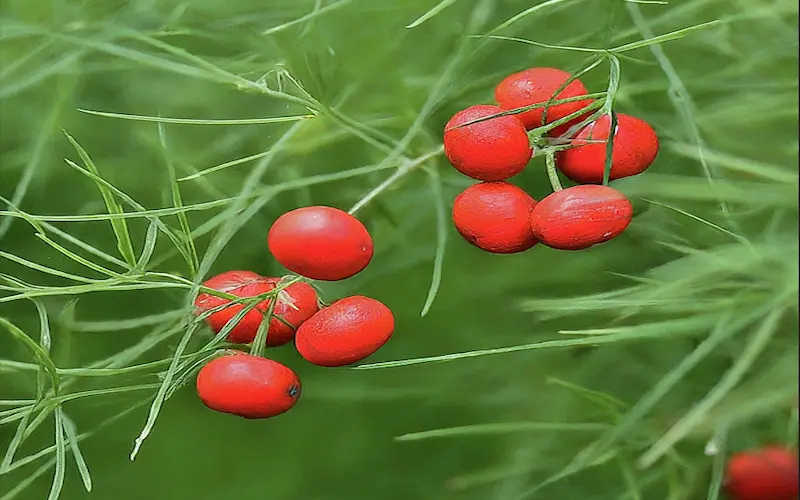 Berry formation of asparagus