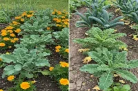 Grow Better Kale! Best Companion Plants & What to Avoid