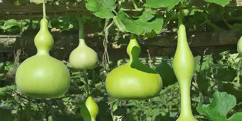 How To Grow Bottle Gourd from Seed to Harvest