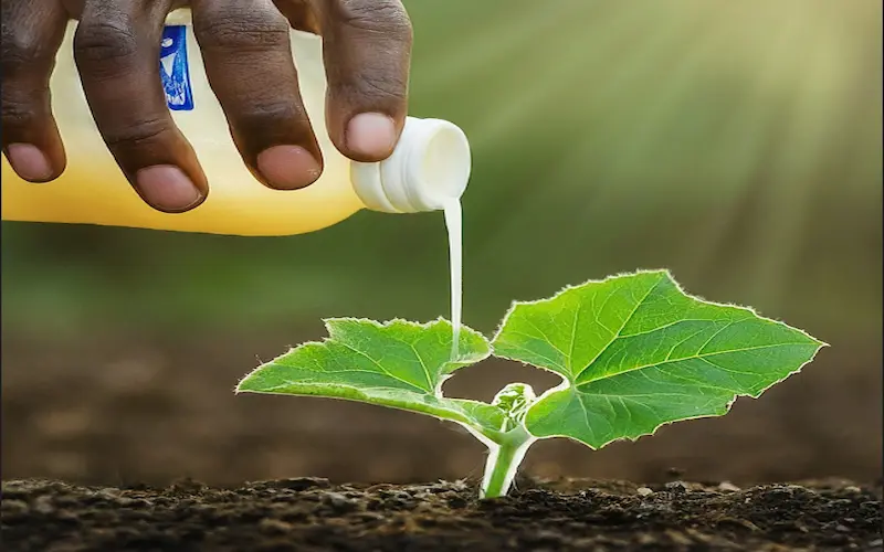 Fertilizing Bottle gourds