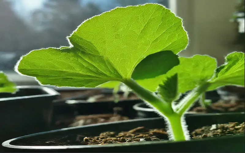 vegetative growth