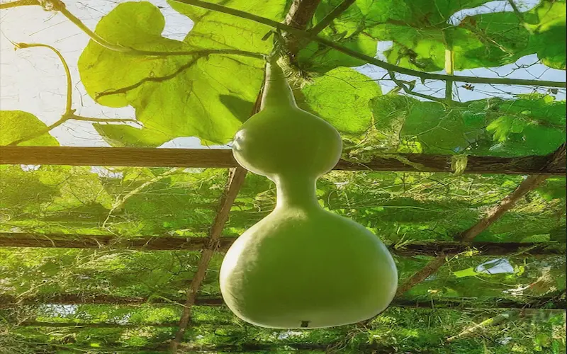 Harvesting Bottle gourds