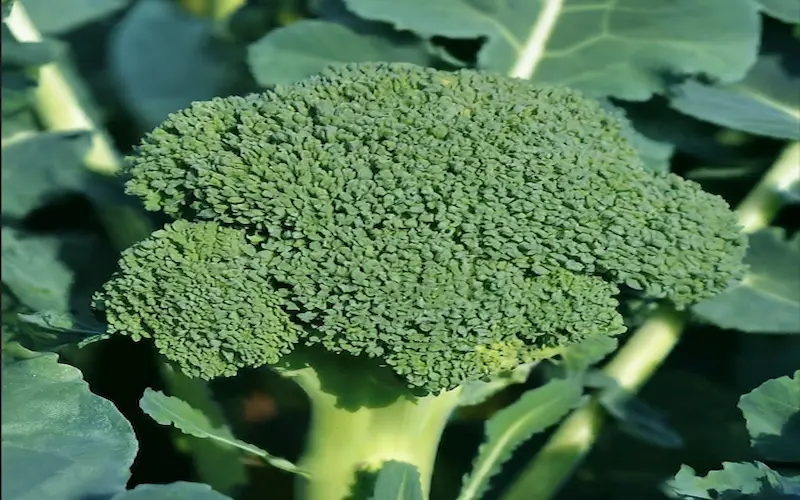 Broccoli harvesting