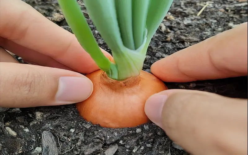 Bulb Formation stage of onion growth