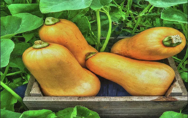 Butternut squash harvesting