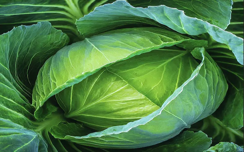 Cabbage plant growth stages