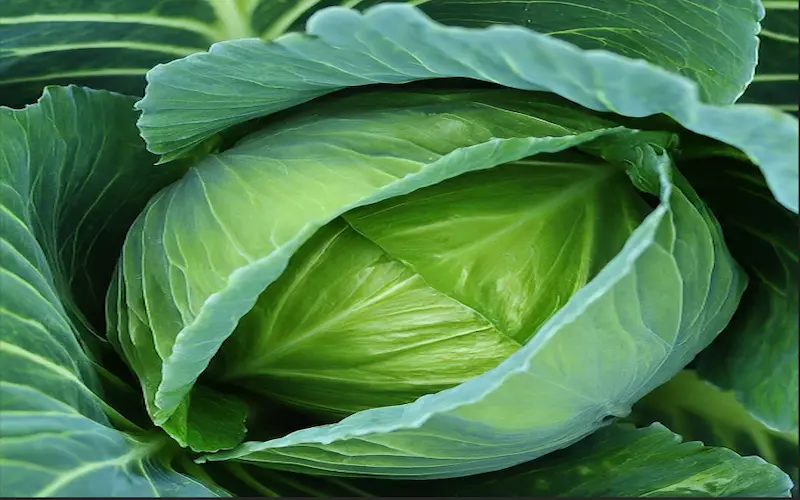 Cabbage