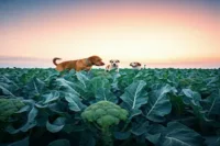 Can Dogs Eat Broccoli? Benefits, Risks, and How to Feed Safely