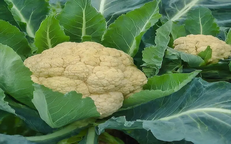 Cauliflower cultivation