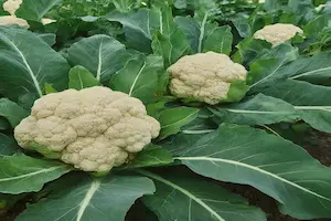 The Comprehensive Guide to Cauliflower Cultivation: Tips and Techniques for a Successful Harvest