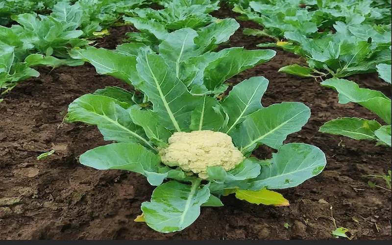 Cauliflower Farming