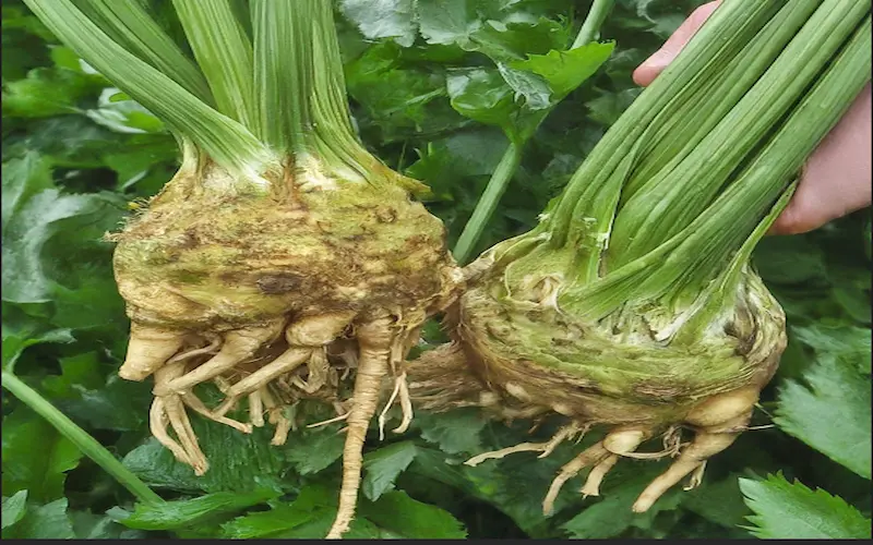 harvesting celeriac