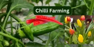 Spice Up Your Garden: Essential Chilli Cultivation Tips