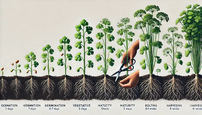 Cilantro growing stages