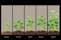 Cilantro Growth Stages: How to Grow & Harvest Cilantro Easily