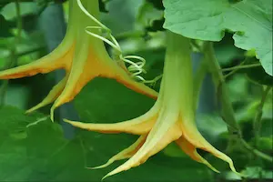 10 Best Climbing Vegetable Plants for a Bountiful Harvest - Post Thumbnail