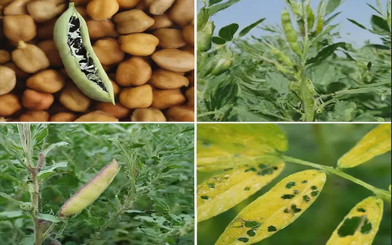 Pests and disease gram crop