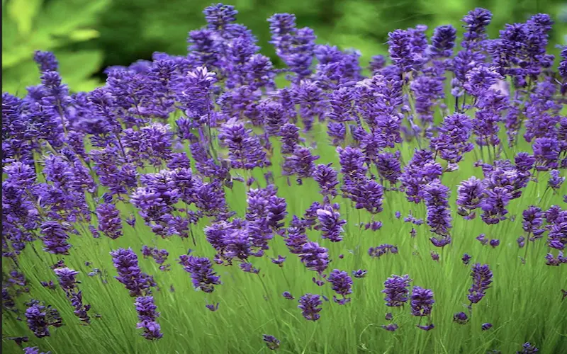 Best culinary lavender