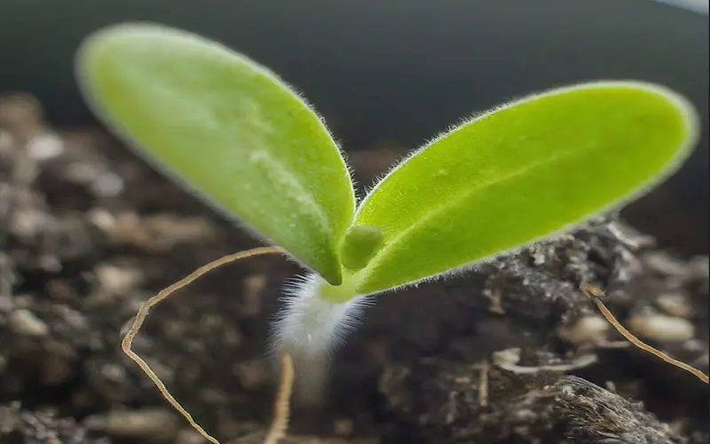 Germination of eggplant