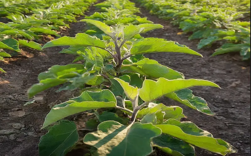 Eggplant vegetative growth