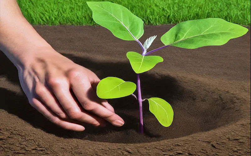 Eggplant planting