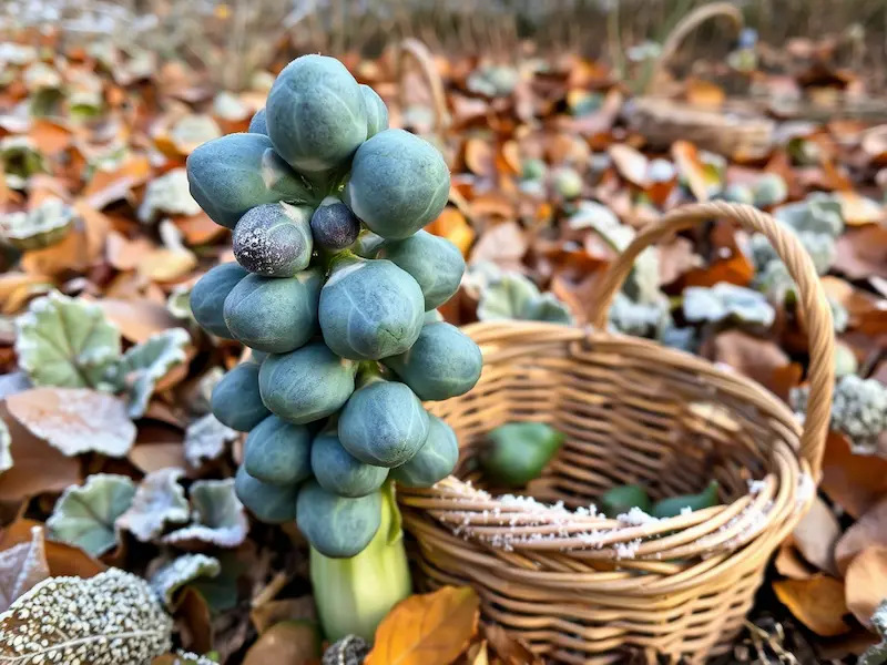 Falstaff blue Brussels sprouts