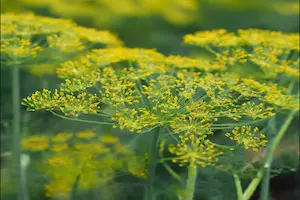 The Ultimate Guide to Fennel Companion Planting