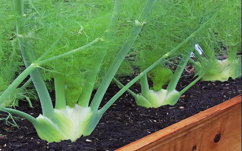 fennel in pots