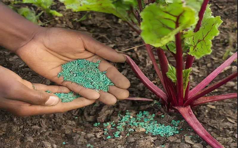 Fertilizing Beetroot