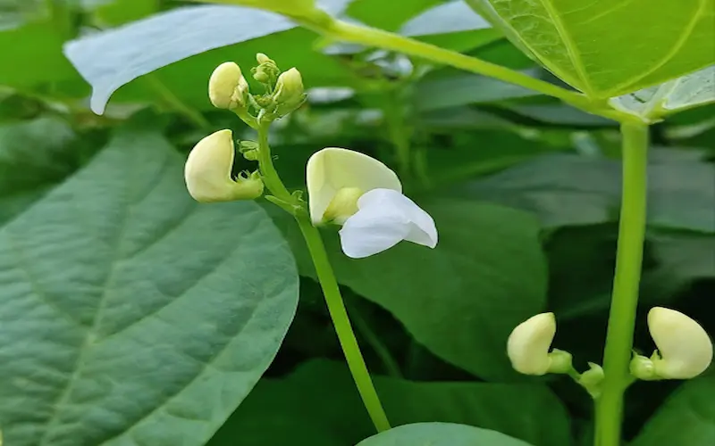 Flowering stage