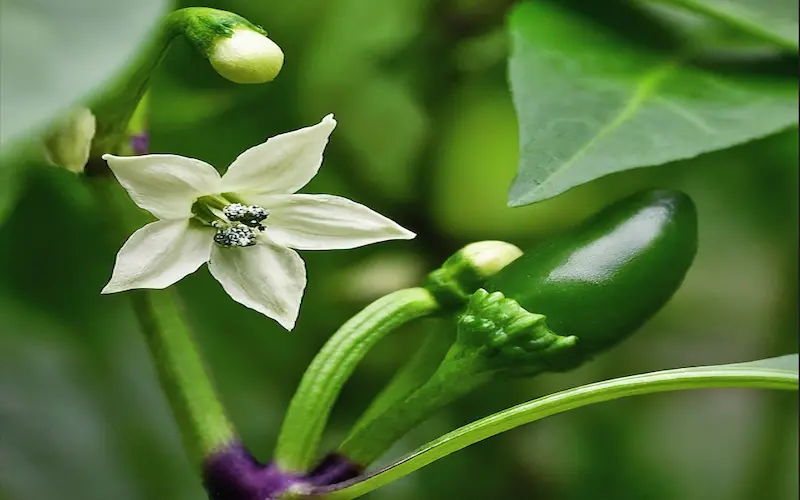 Flowering jalapeno plant