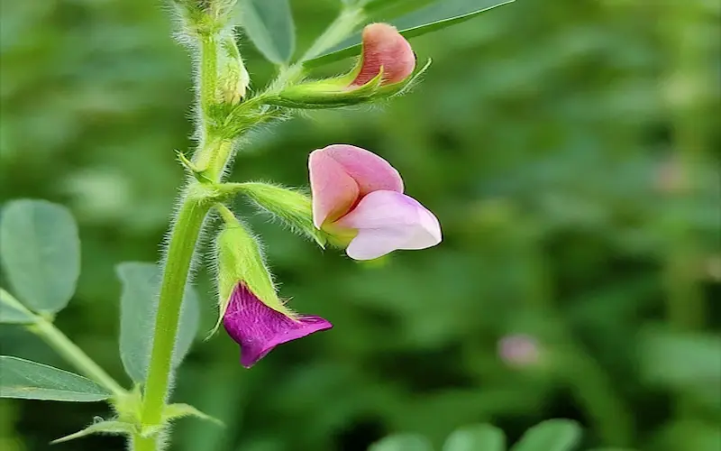 Flowering gram crop