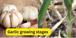 7 Garlic Growing Stages: A Comprehensive Guide From Planting to Harvest