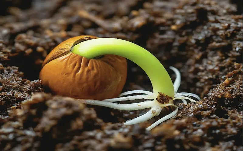 Germination of Asparagus