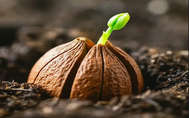 Lemon plant germination