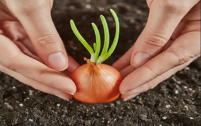 Onion germination