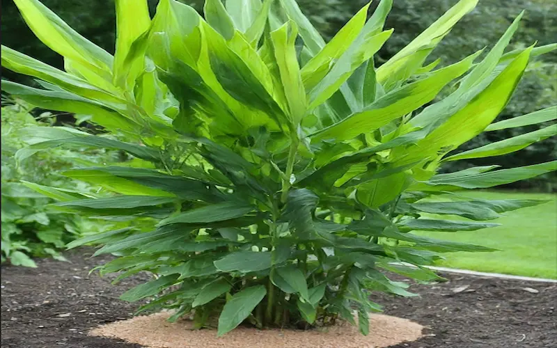 Ginger fertilizing