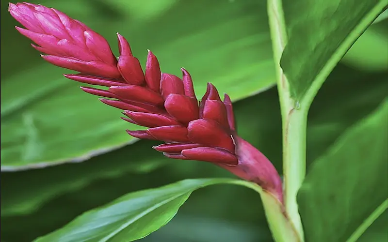 Ginger Flowering Plant